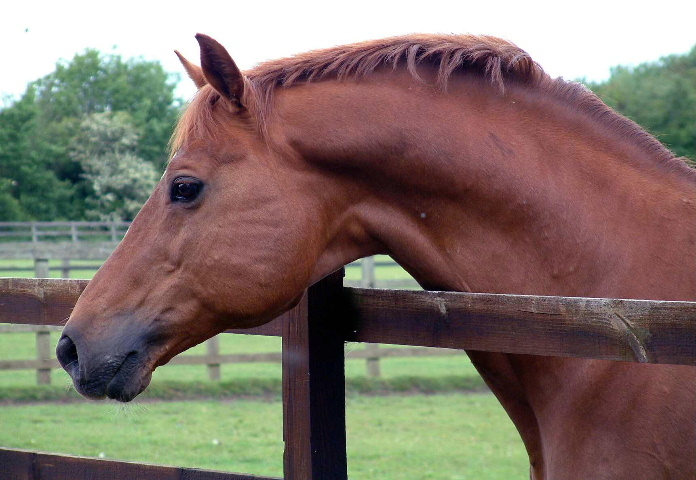 © Holme Trakehners