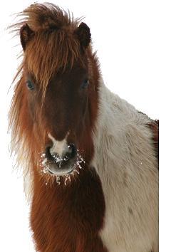 Picture of PENNY