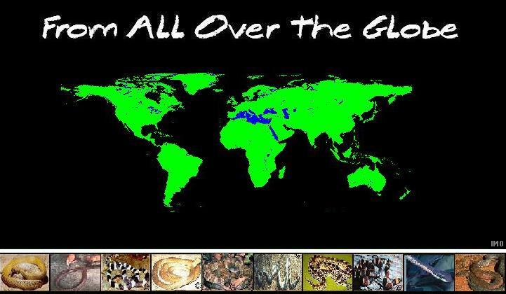 Snakes from all the globe. Snakes from all the globe.