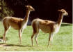 Vicuna?
