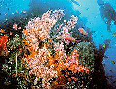 Coral Reef, Tulamben