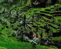 Rice Terrace