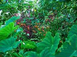 Plantas � volta do lago