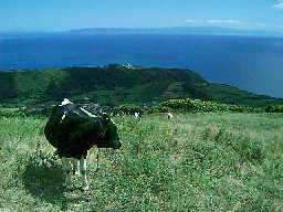 Serra da Ribeirinha com a Ilha de S�o Jorge ao fundo