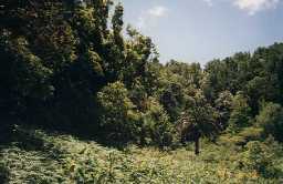 Vegeta��o na cratera