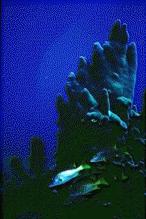 group of schoolmaster and coral / foto by Hans-Joerg Lange