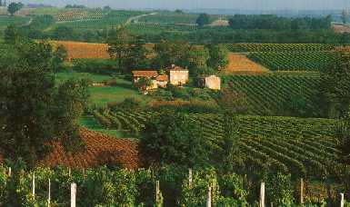 Wineyard