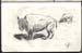 buffalo