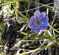 Hmm... Interesting little flower.