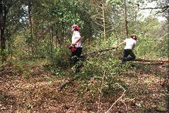 Cutting out the excess red cedar and buckthorn