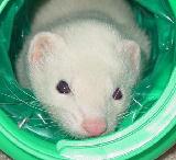Mr.Ferretīs cute face