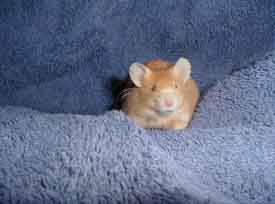 Gold Satin Mouse