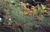 local flora