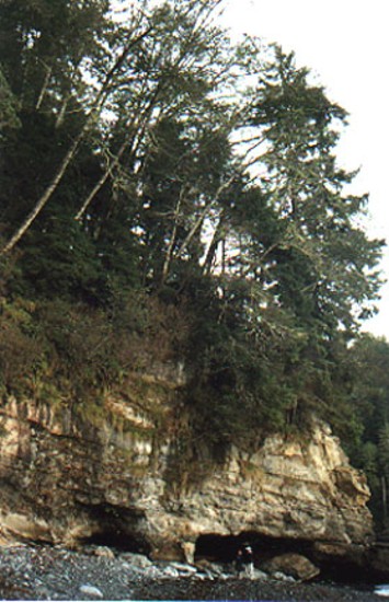 western hemlock
