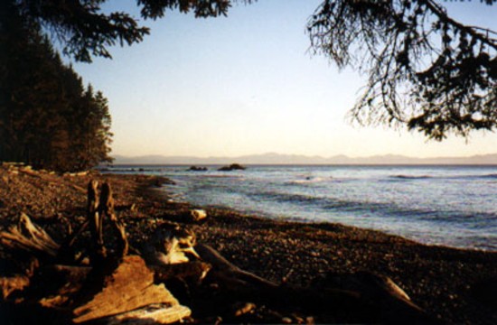 driftwood2.JPG