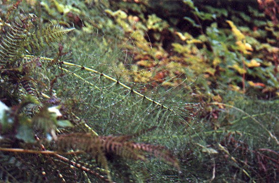 a fern, a horsetail, and salal