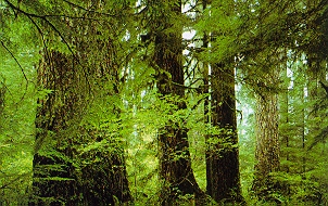 Old Growth Forest