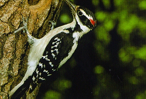 a hairy wood pecker searches for supper