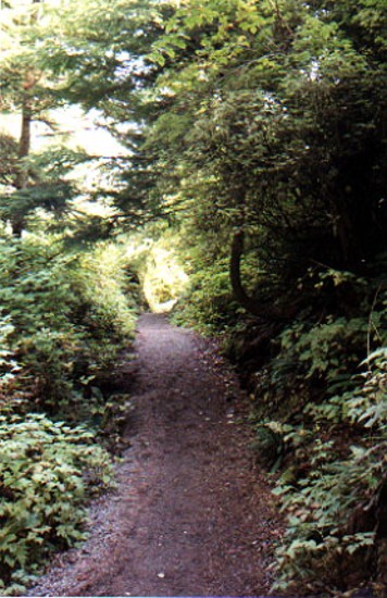 trail down to the beach