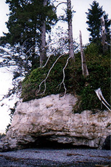 Douglas firs over look the beach