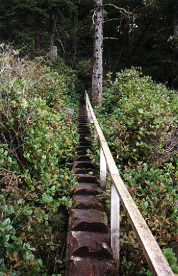 steps carved into a red cedar on the high trail