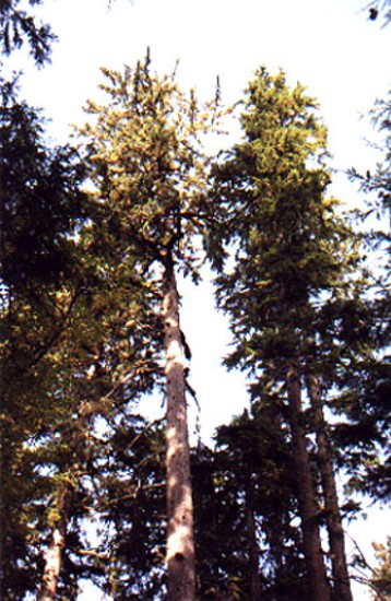 Towering Douglas firs provide homes to many animals.