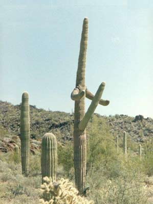 cactus