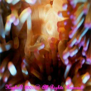 anemone