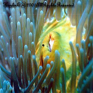 anemone5