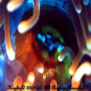 anemone6