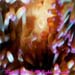 anemone