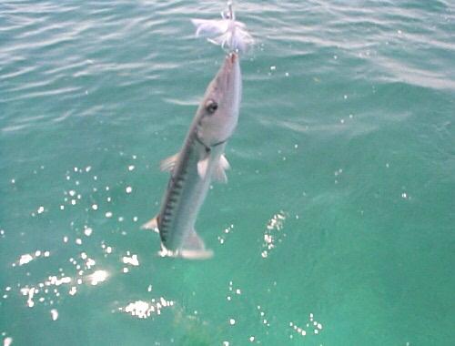 (46KB) Our buddy, Barrie. Abacos, Bahamas