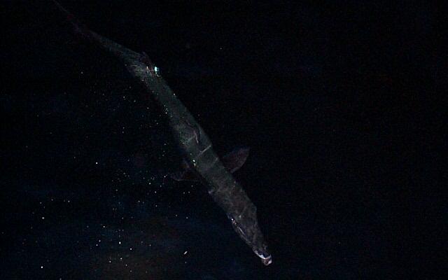 (43KB) Barrie makes a nighttime visit. Great Isaac, Bimini, Bahamas