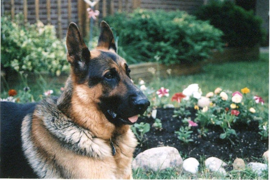 Duke
