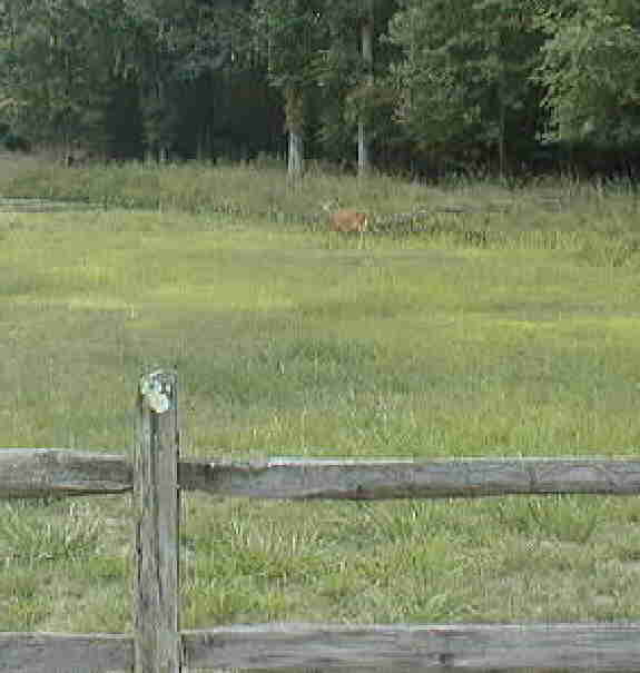 One of about 50 we saw