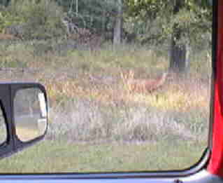 One of about 50 we saw