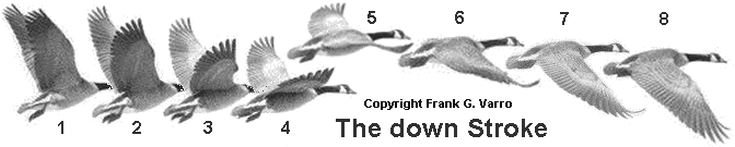 Steps of the Down Stroke