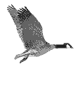 bird in normal flight