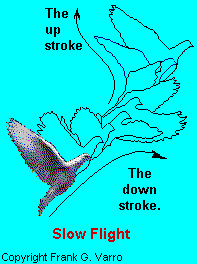 Freeze frame motion of a pigeon ( dove ) in slow flight