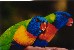Rainbow Lorakett. Biter