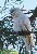 Sulphur Crested Cookatoo.