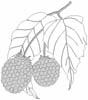 wc_food0042