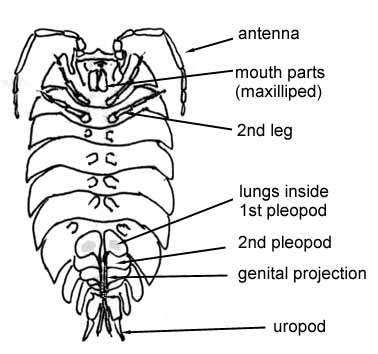 Ventral view