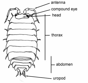 Dorsal view