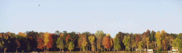 Trees on the Lake
