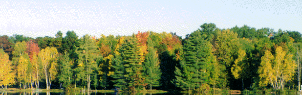 Trees on the Lake