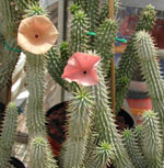 Weight loss. Hoodia help us lose weight.