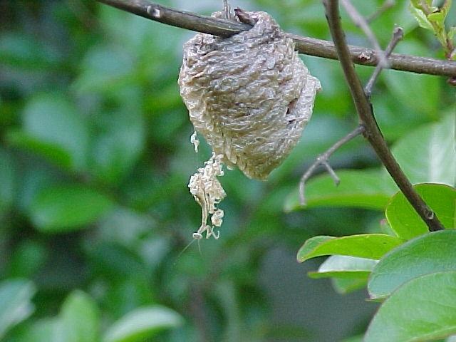 mantid praying mantis egg
