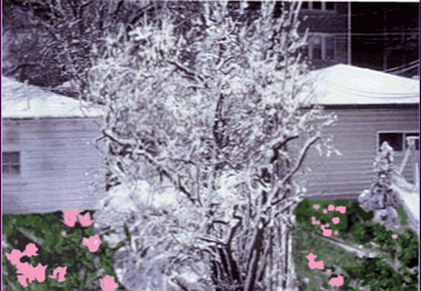 garden2