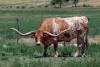 The Largest Horns as of date